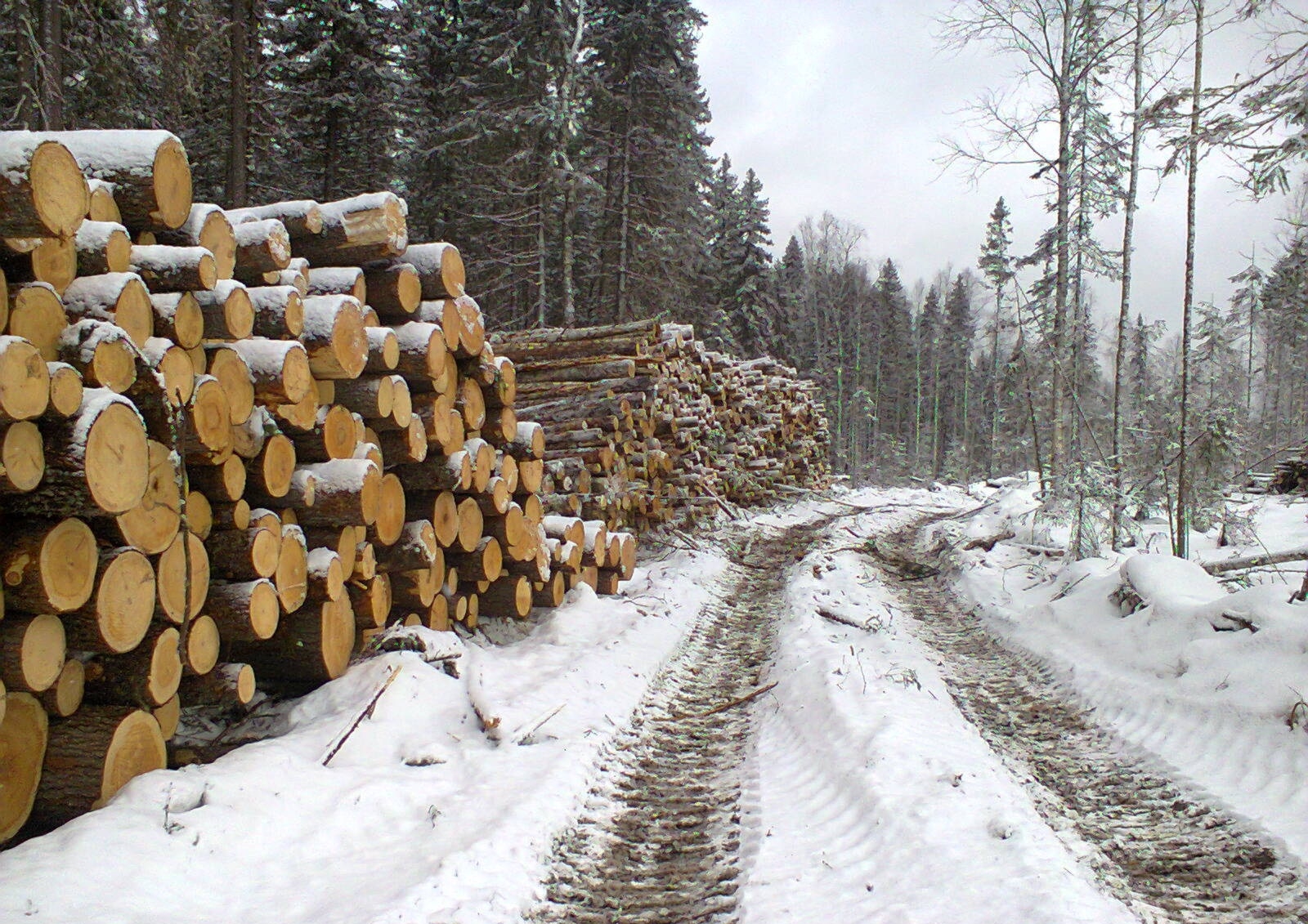 Лесозаготовка древесины